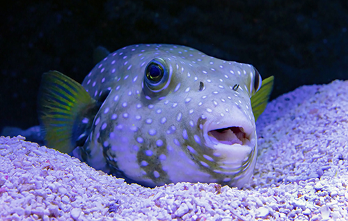 З’їсти можна, вижити – не завжди: найотруйніші делікатеси, які люди все одно їдять