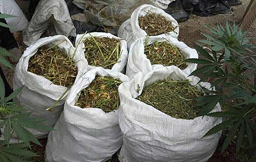 В Марокко изъяли более семи тонн марихуаны