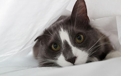 Уночі з ними відбувається щось дивне: як коти захищають нас під час сну