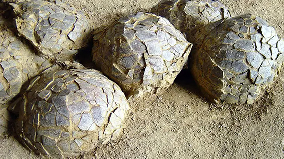 Пролежали у землі 70 мільйонів років: у Франції виявили сотні яєць динозаврів