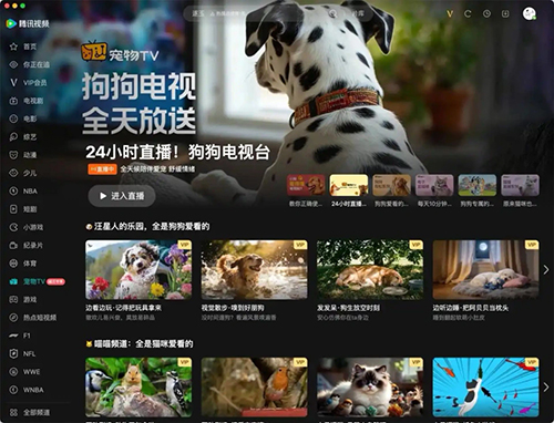 У Китаї запустили телеканал для котів та собак. ВІДЕО У Китаї запустили телеканал для котів та собак. ВІДЕО