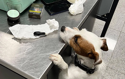 В аеропорту Польщі затримали контрабандиста, який проковтнув кокаїн. ВІДЕО