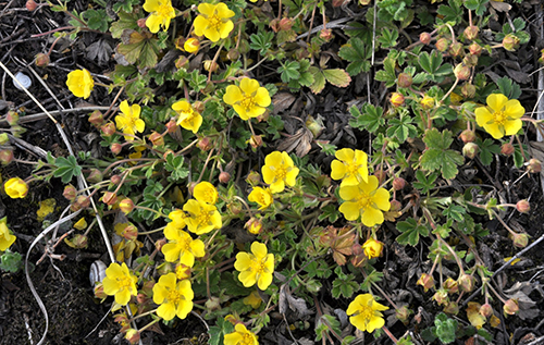 Вчені дізналися, що поширений в Україні бур’ян може знищувати супербактерії Вчені дізналися, що поширений в Україні бур’ян може знищувати супербактерії
