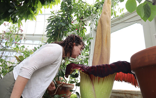 Таке буває раз на кілька років: у США розквітла одна з найсмердючіших рослин світу. ФОТО