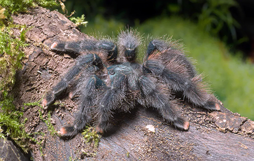 У Німеччині жінка забула у потязі коробку з двома десятками тарантулів