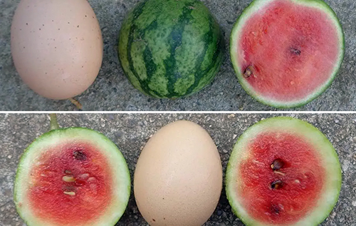 Кавуни розміром з яйце: у США створили революційний формат для вертикальних ферм