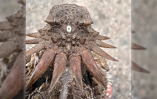 Відкриття вчених: очі людини виникли від давнього циклопа, який впливає на сон і сьогодні