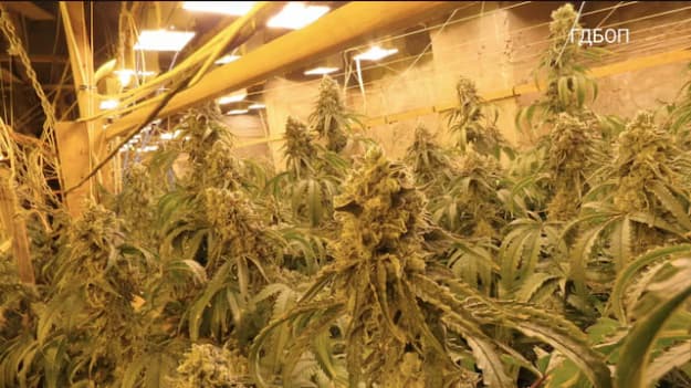 У Болгарії викрили підземну плантацію канабісу в колишній цинковій шахті