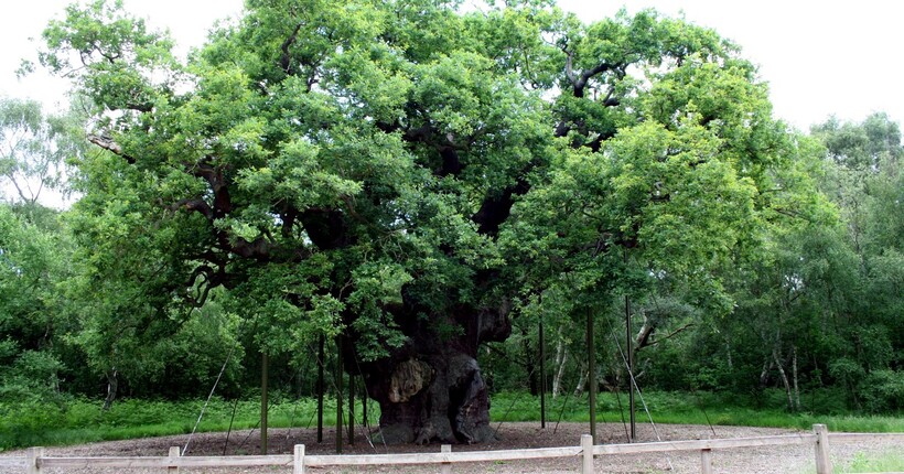 В Британії загинув знаменитий дуб Робіна Гуда: що сталося з Major Oak В Британії загинув знаменитий дуб Робіна Гуда: що сталося з Major Oak