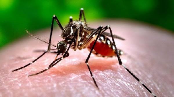 Жертв вкусили комарі: у Україні за пів року зафіксували два випадки гарячки Західного Нілу