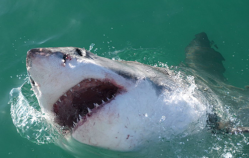 В Австралии огромная акула стащила с лодки 10-летнего мальчика – ему чудом удалось выжить