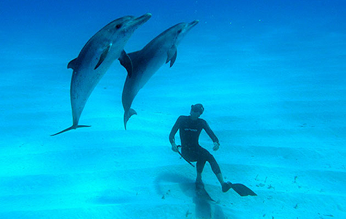 На курорті під Одесою дельфіни атакували туриста