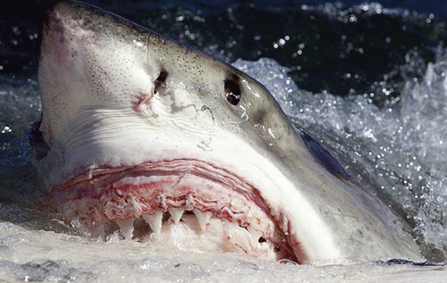 В Австралии мужчина избил акулу и спас подругу