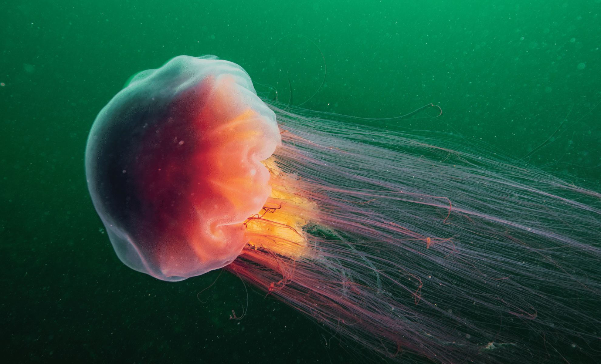 Сині кити поряд з ними — крихітки: вчені розповіли про найдовшу істоту в океані. ВІДЕО