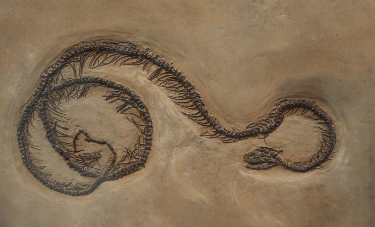 Острів гігантів: на Тайвані знайшли рештки стародавніх пітонів