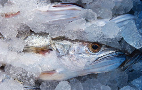 В Союзе потребителей заявили, что просроченную рыбу продают в каждом украинском магазине