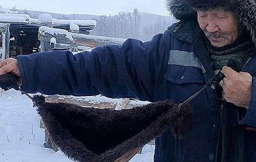 Якутские фермеры из-за сильных морозов шьют меховые бюстгальтеры для коров