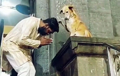 Возле одного из храмов Индии появился необычный пес, который "благословляет" прихожан. ФОТО. ВИДЕО