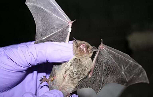 В Ухане выращивали летучих мышей для экспериментов, связанных с COVID-19, – СМИ