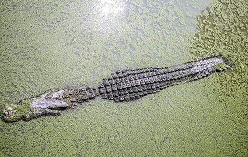 В Индонезии крокодил целиком проглотил восьмилетнего мальчика