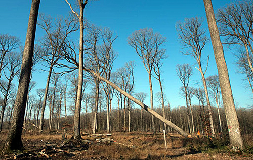 Во Франции срезают 200-летние дубы для восстановления Нотр-Дама