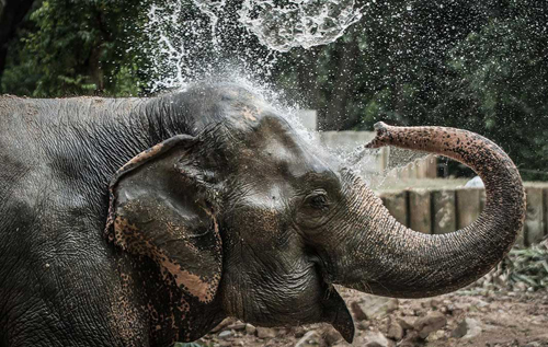 В США высший суд впервые рассмотрит иск слонихи против зоопарка