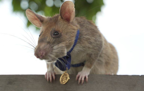 Крыса-сапер, получившая награду за обнаружение мин, уходит на пенсию
