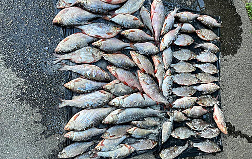 Під Києвом спіймали банду браконьєрів, які заробляли на ловлі риби по мільйону на місяць 