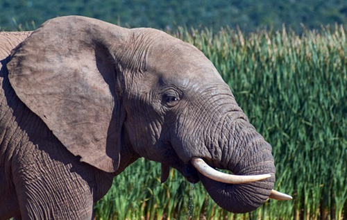 В Индии ловят слона, убившего 16 человек