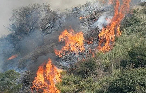 Кипр столкнулся с сильнейшим за десятилетия лесным пожаром, уже есть погибшие. ВИДЕО