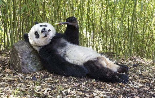 В Китае больших панд спасли от вымирания