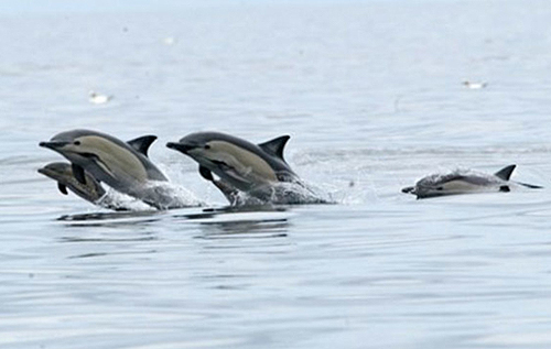 Дельфины устроили на курорте под Херсоном настоящее шоу для отдыхающих. ВИДЕО