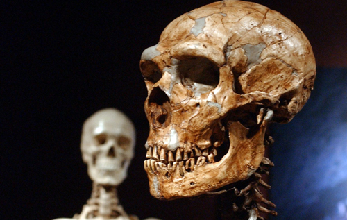 Только семь процентов генома отличают современного человека от неандертальца