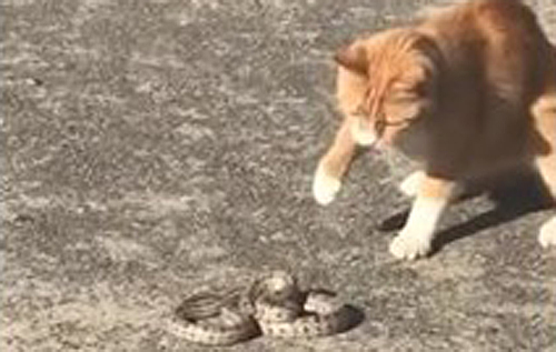 В сети показали, как кот убил сбежавшую из зоопарка змею. ВИДЕО