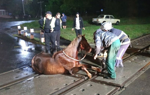 На Волині кінь застряг на залізничному переїзді. Довелося викликати рятувальників