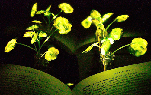Живые светильники: ученые разработали технологию "зарядки" растений. ФОТО