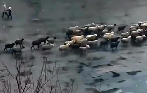 Так выглядит "процветание": сети повеселило стадо баранов в Донецке. ВИДЕО
