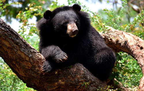 В Индии медведь растерзал юношу на чайной плантации и его убила разъяренная толпа