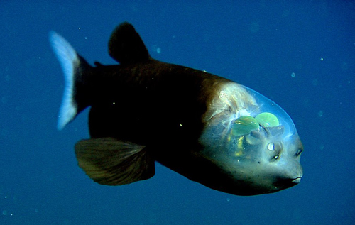 Ученые обнаружили на глубине рыбу с полупрозрачной головой. ВИДЕО