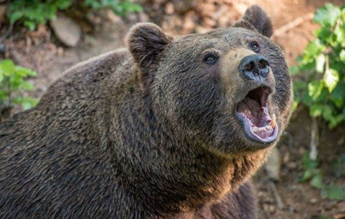 Бой медведей в Финляндии изумил пользователей сети. ВИДЕО