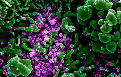 Ученые выяснили, как долго коронавирус сохраняется в организме человека