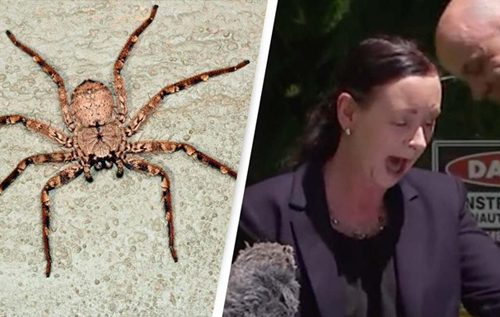В Австралии паук залез на министра во время пресс-конференции. ВИДЕО