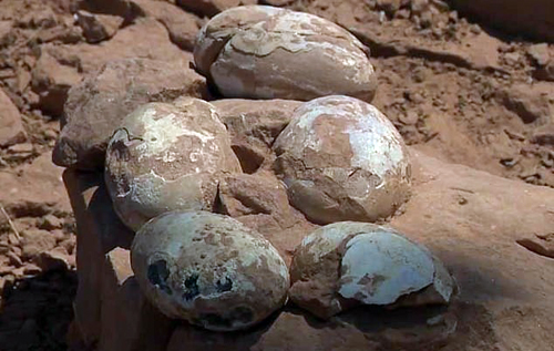 У Бразилії знайшли гніздо з яйцями динозавра – їх відклали 60 млн років тому