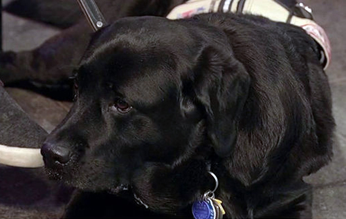 В США собака привела помощь к пострадавшему в ДТП хозяину
