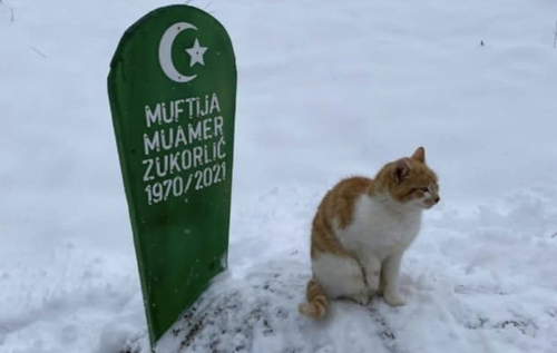 В Сербии верный кот отказался уходить с могилы хозяина и сидит там уже два месяца