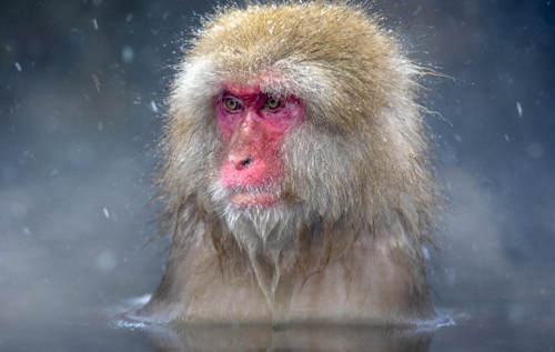 В японском заповеднике впервые за 70 лет лидером местных обезьян стала самка