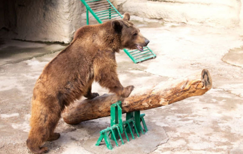 В Ташкентском зоопарке мать сбросила дочь в вольер к медведю