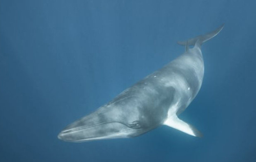 Охота на китов: Исландия откажется от скандальной древней традиции