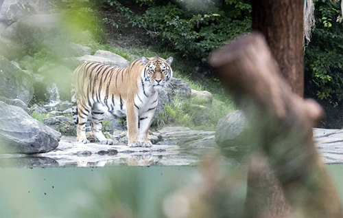 В зоопарке Цюриха амурская тигрица на глазах у посетителей растерзала женщину-смотрительницу