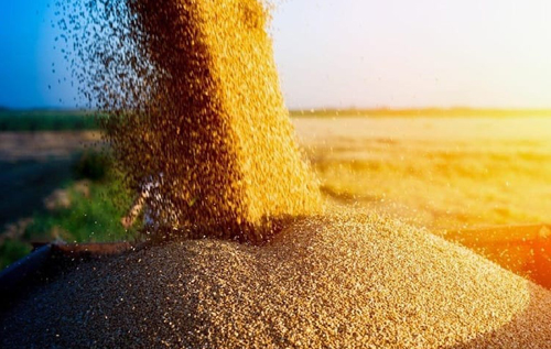 Обкрадають фермерів і вивозять зерно до Криму: в РНБО заявили про бажання Росії спричинити голод в Україні